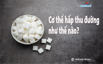 CƠ THỂ HẤP THỤ ĐƯỜNG NHƯ THẾ NÀO?