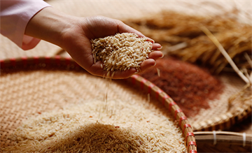 GẠO LẬT NẢY MẦM KHÁC GÌ SO VỚI GẠO LỨT THÔNG THƯỜNG?