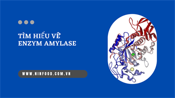 TÌM HIỂU VỀ ENZYM AMYLASE